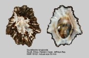 Scutellastra longicosta